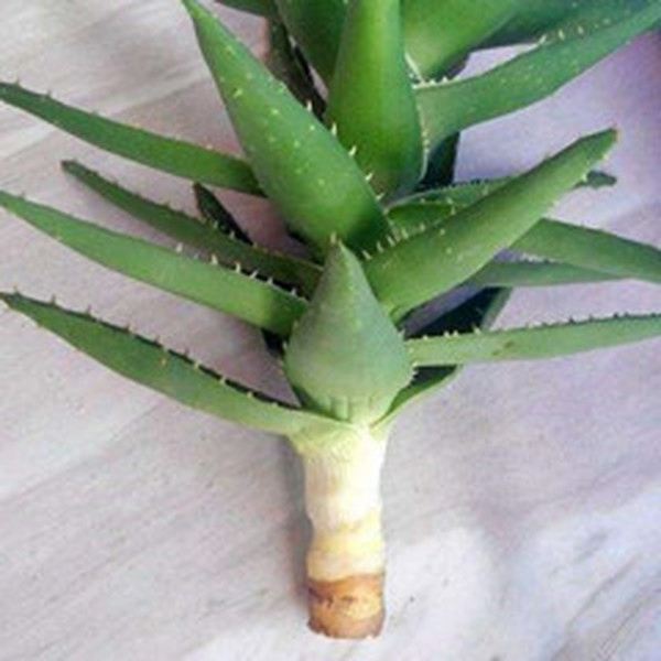 蘆薈根的功效與作用